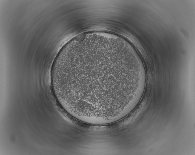 X0000112960858200909171256