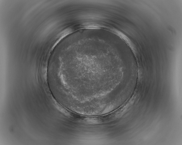 X0000112961194200909171251