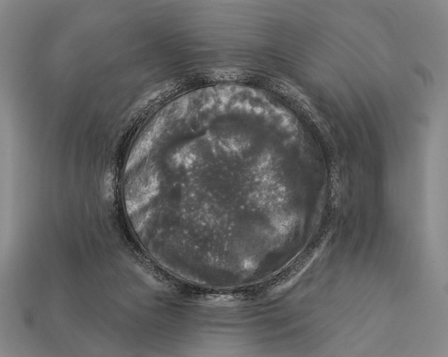 X0000112960161200909241207