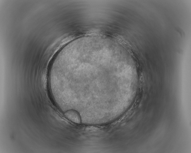 X0000112960290200909241205