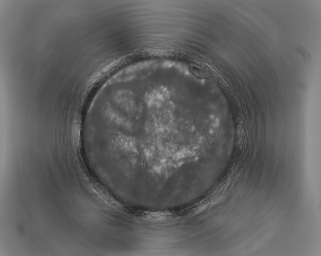 X0000112960446200909241203