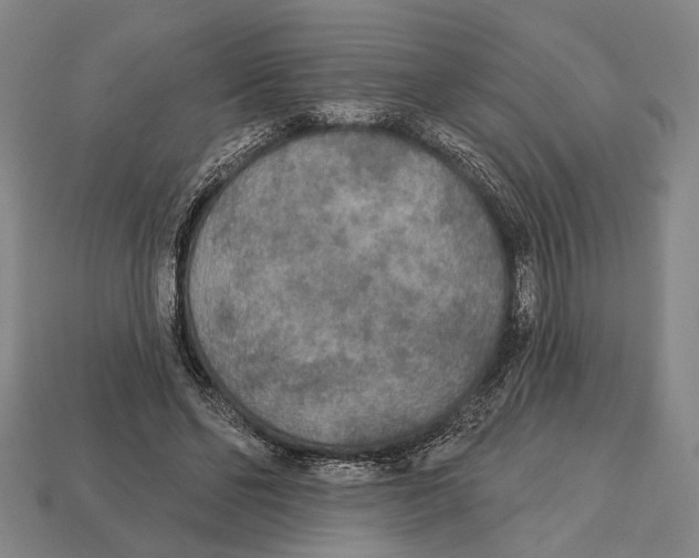 X0000112960494200909241202