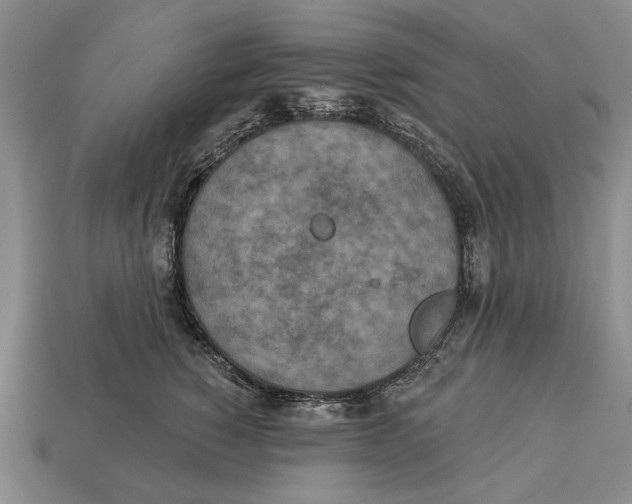 X0000112960760200909241159