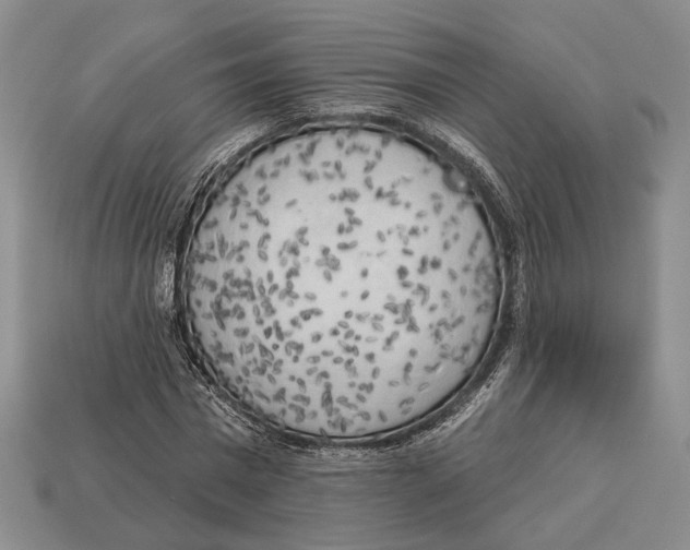 X0000112960777200909241159
