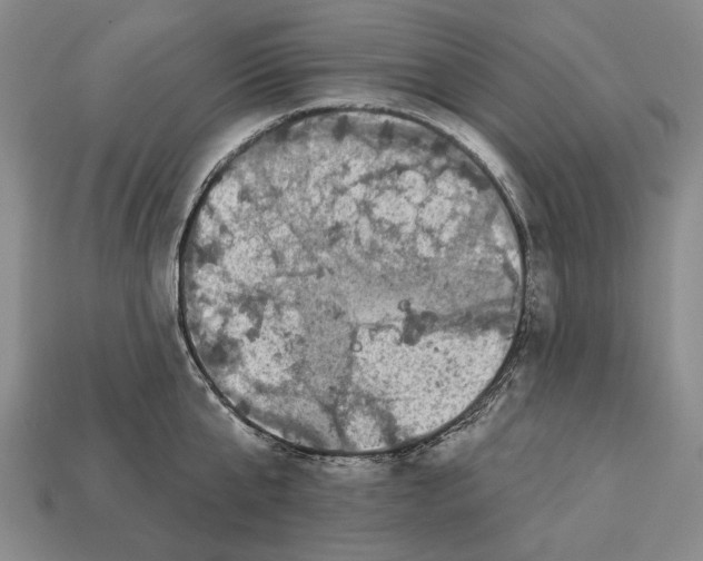 X0000112960807200909241158