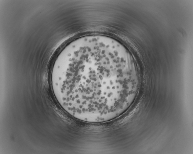 X0000112960830200909241158
