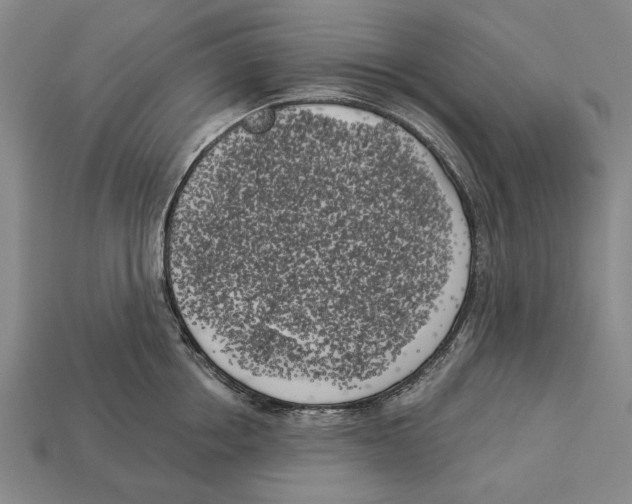 X0000112960858200909241158