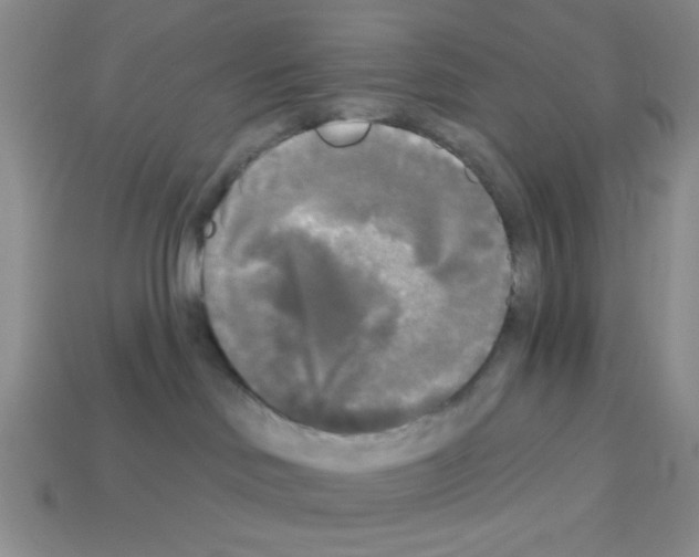 X0000112960046200910081055