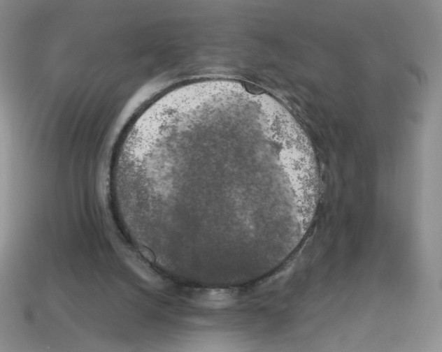 X0000112960056200910081054