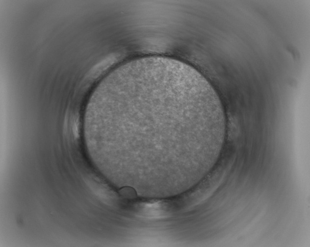 X0000112960068200910081054