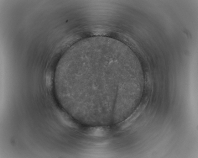 X0000112960074200910081054