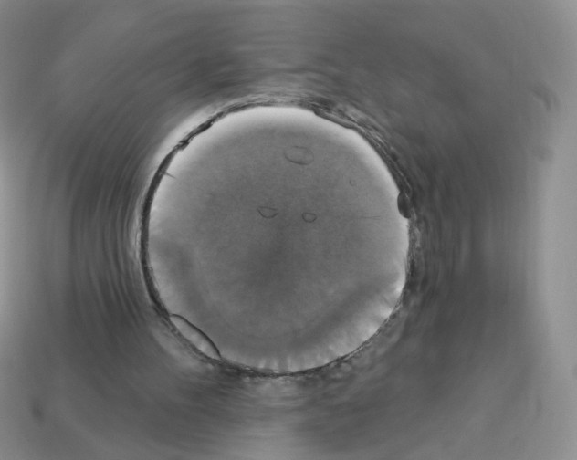 X0000112960100200910081054