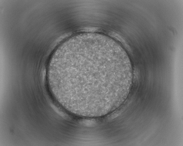 X0000112960110200910081054