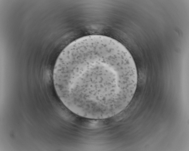 X0000112960130200910081054