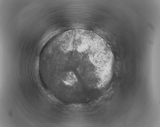 X0000112960194200910081053