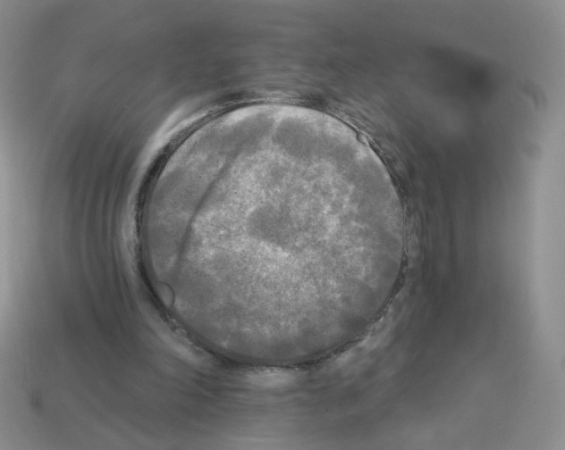 X0000112960198200910081053