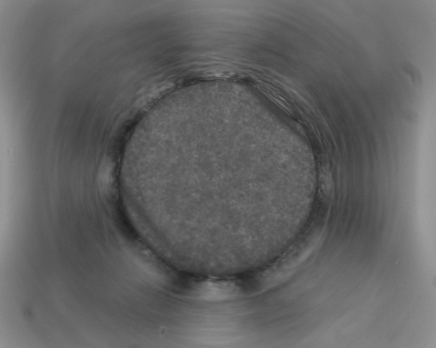 X0000112960270200910081052