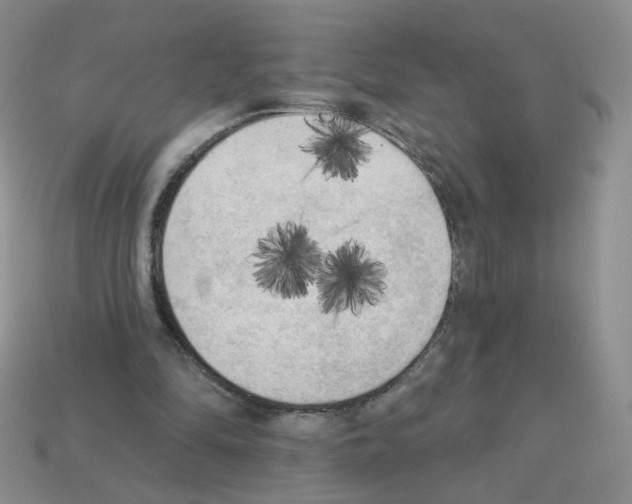 X0000112960294200910081051