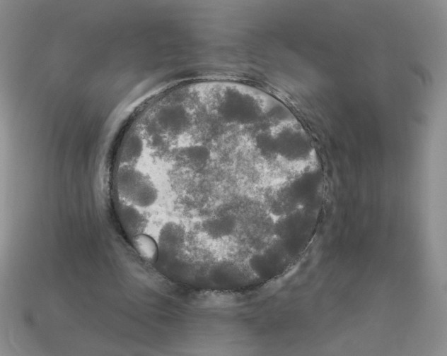 X0000112960343200910081050