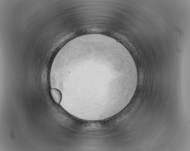 X0000112960398200910081050