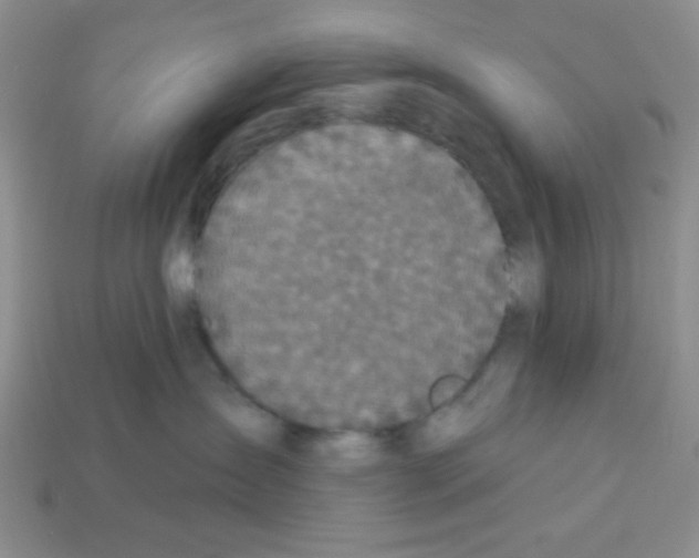 X0000112960431200910081050