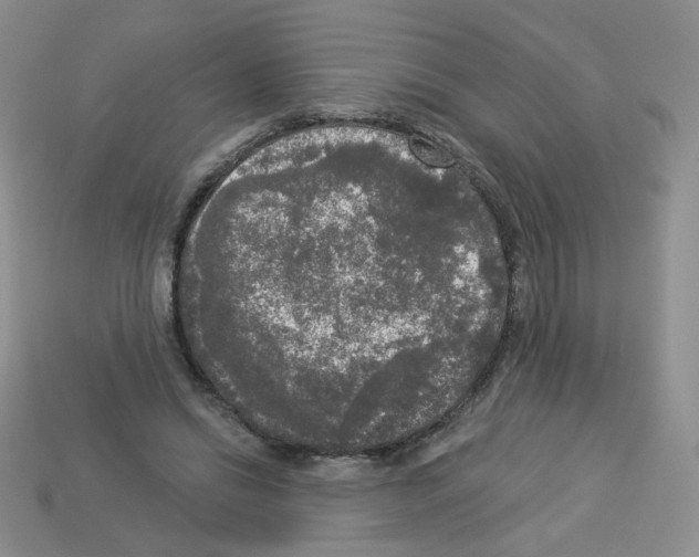 X0000112960446200910081049