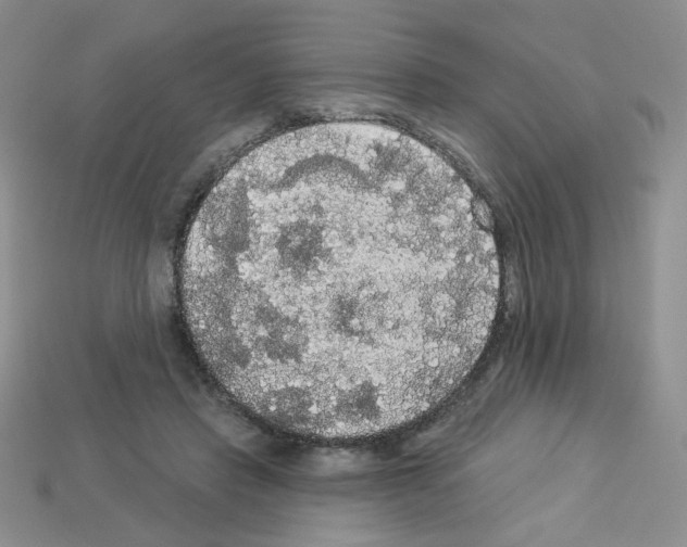 X0000112960453200910081049