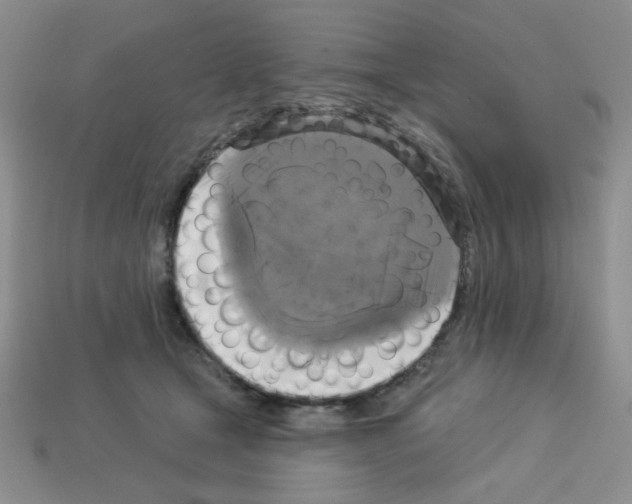 X0000112960465200910081049