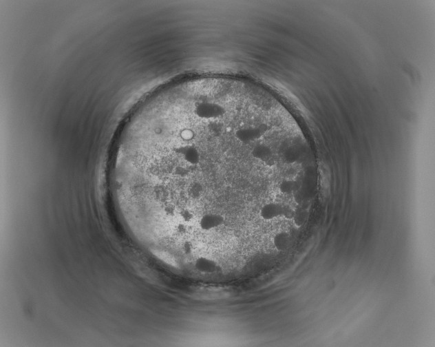 X0000112960487200910081049