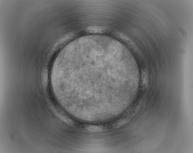 X0000112960494200910081049