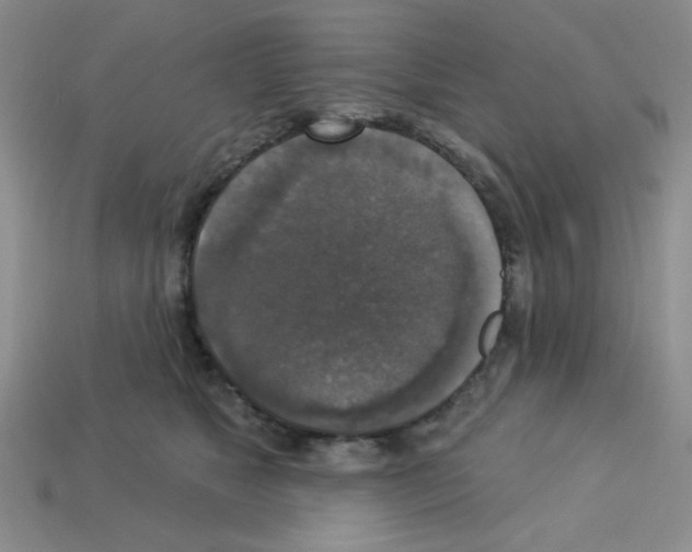 X0000112960517200910081048