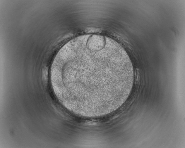 X0000112960550200910081048