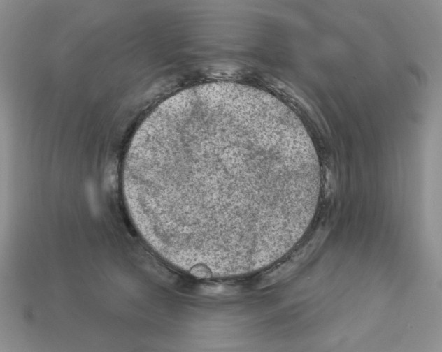 X0000112960561200910081048