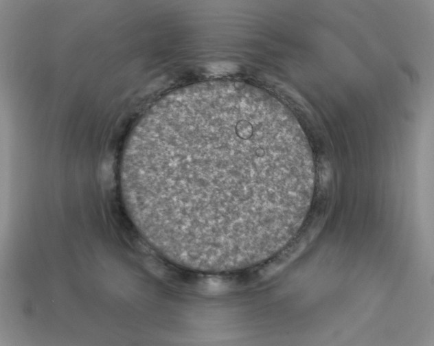 X0000112960565200910081048