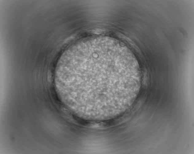 X0000112960569200910081048