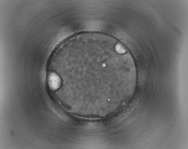 X0000112960584200910081048