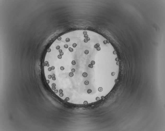 X0000112960634200910081047