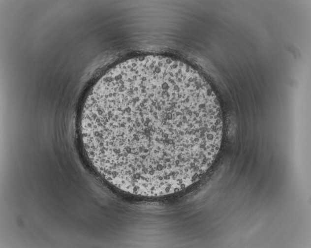 X0000112960685200910081046