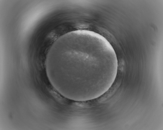 X0000112960763200910081046