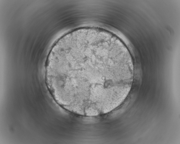 X0000112960807200910081044