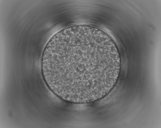 X0000112960810200910081044