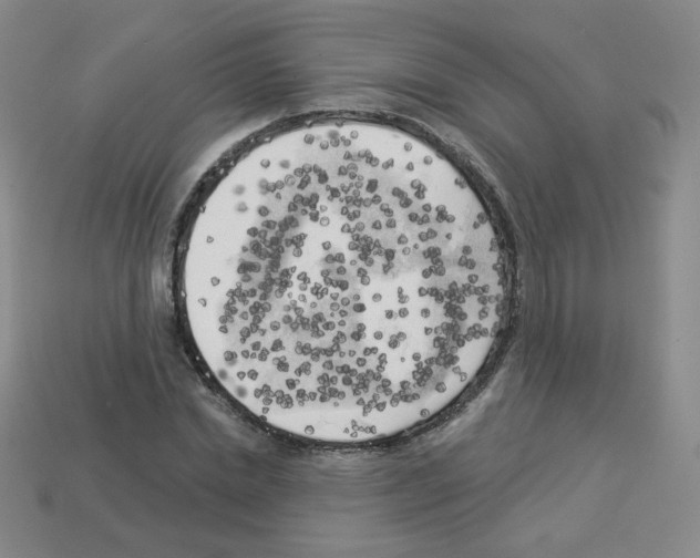 X0000112960830200910081044