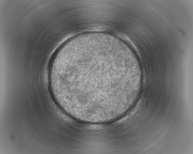 X0000112960835200910081044