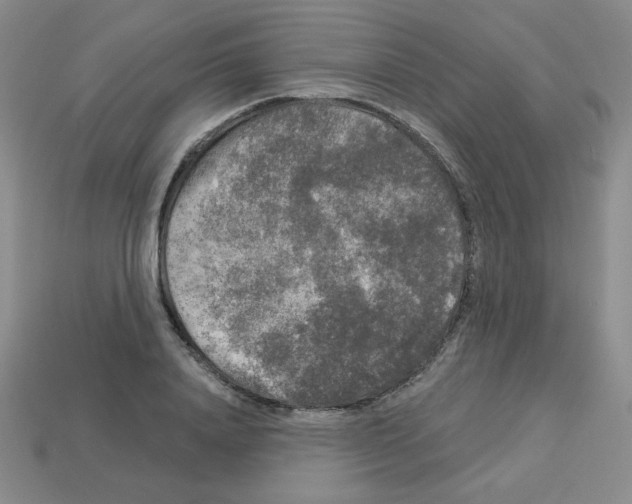 X0000112960840200910081044