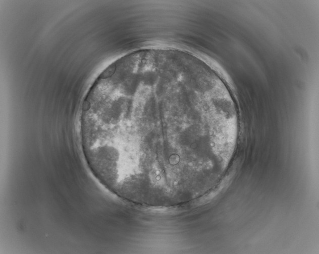 X0000112960855200910081044