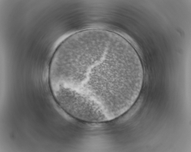 X0000112960862200910081044