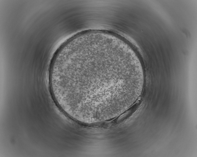 X0000112960935200910081043