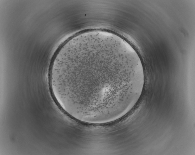 X0000112960943200910081043