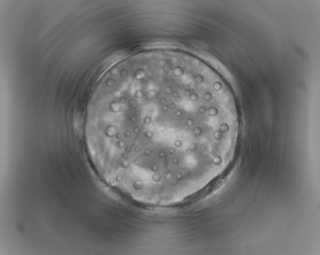 X0000112960953200910081043