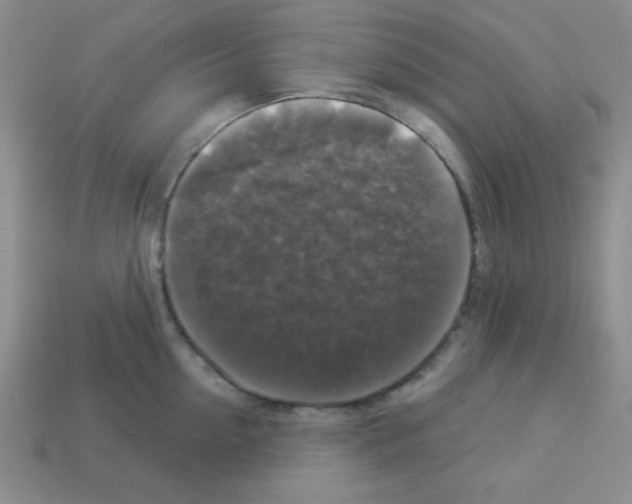 X0000112960954200910081043